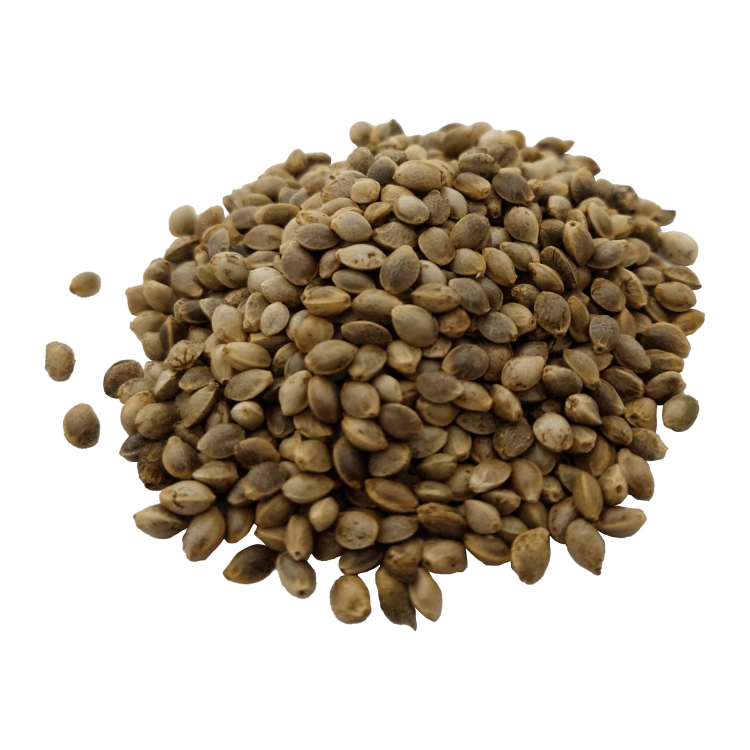 KONOPIA-NASIONA-.png