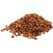 sorgo czerwone#4.jpg