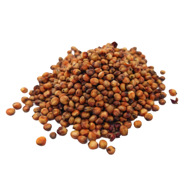 sorgo czerwone#3.jpg