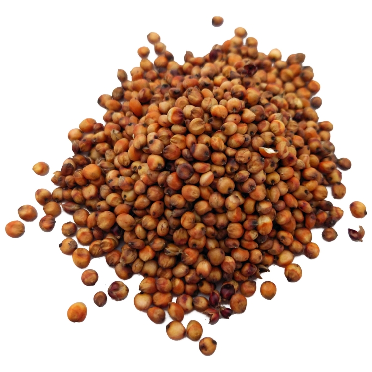 sorgo czerwone#2.jpg