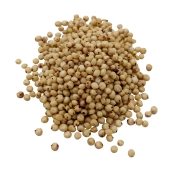 sorgo białe#3.jpg