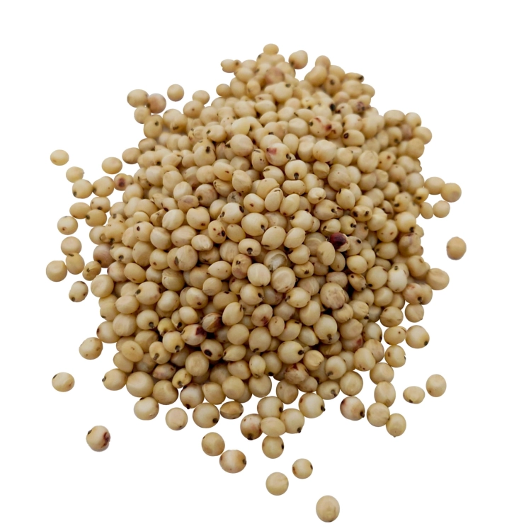 sorgo białe#2.jpg