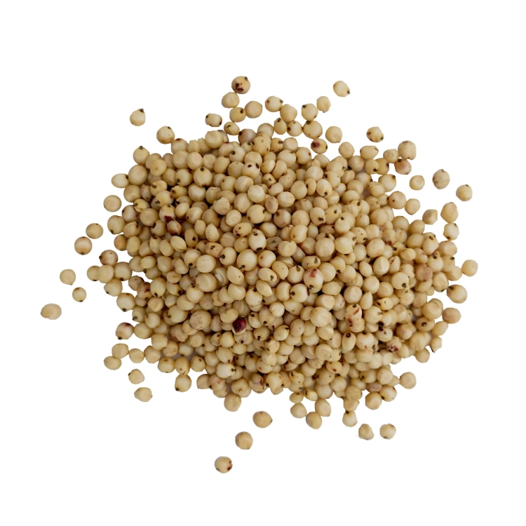 sorgo białe#1.jpg