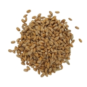 PSZENICA ZIARNA#1.jpg