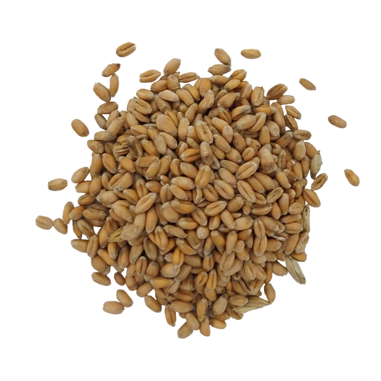 PSZENICA ZIARNA#1.jpg