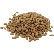 PSZENICA ZIARNA#2.jpg