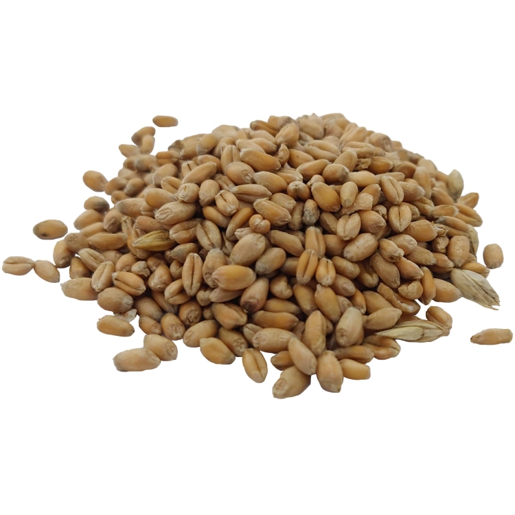 PSZENICA ZIARNA#2.jpg