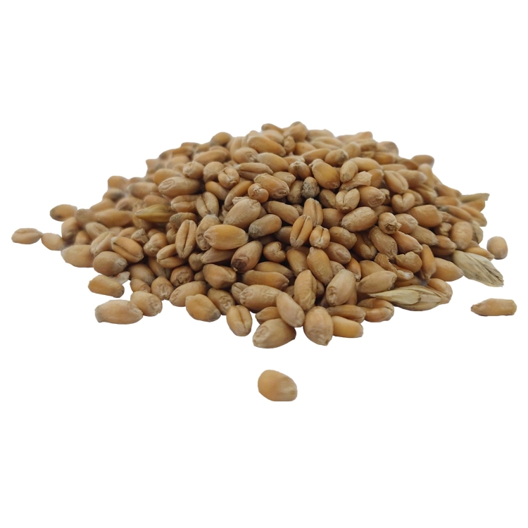 PSZENICA ZIARNA#3.jpg