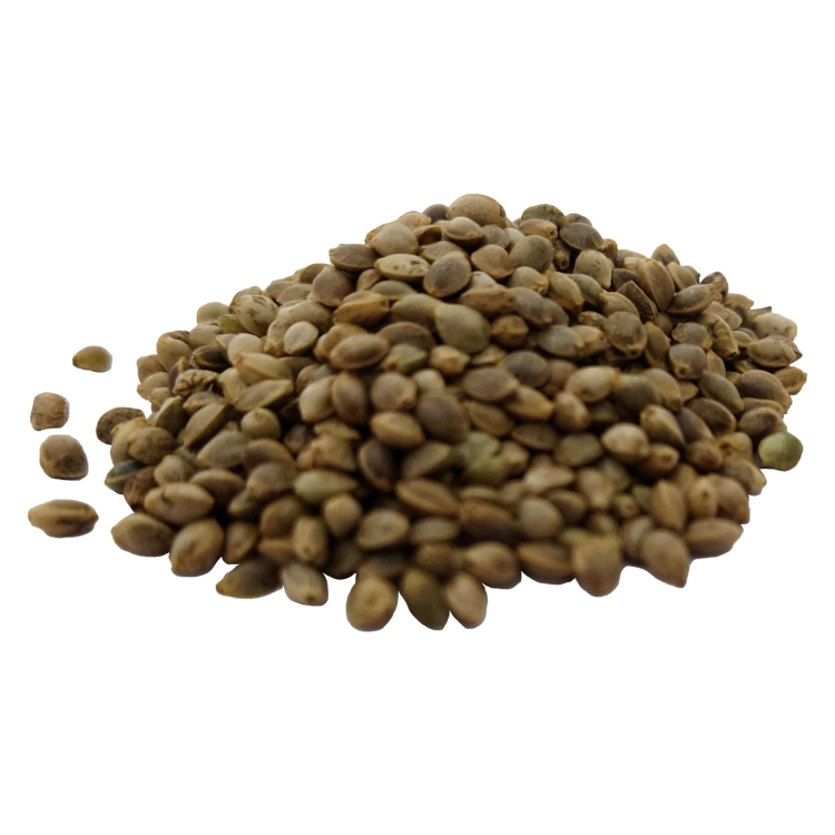 KONOPIA NASIONA#1.jpg