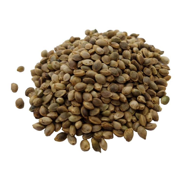 KONOPIA NASIONA#2.jpg