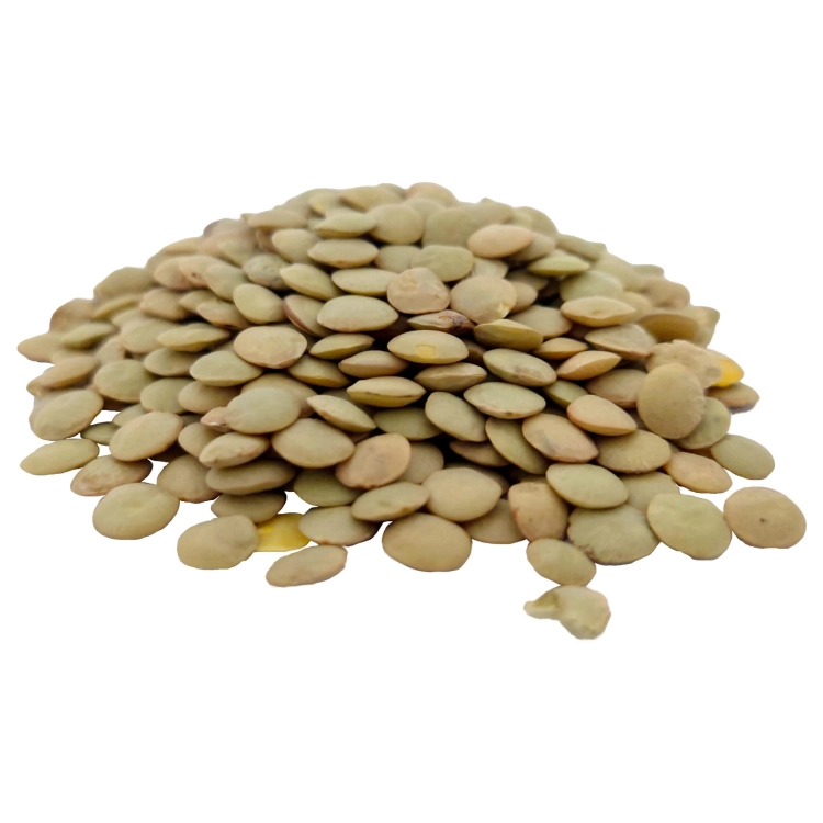 SOCZEWICA ZIELONA#3.jpg