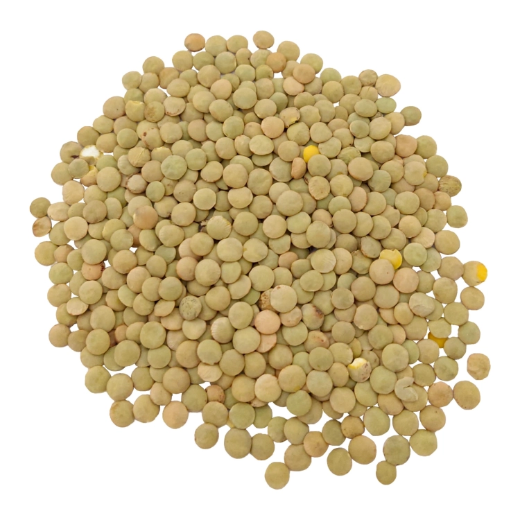 SOCZEWICA ZIELONA#2.jpg