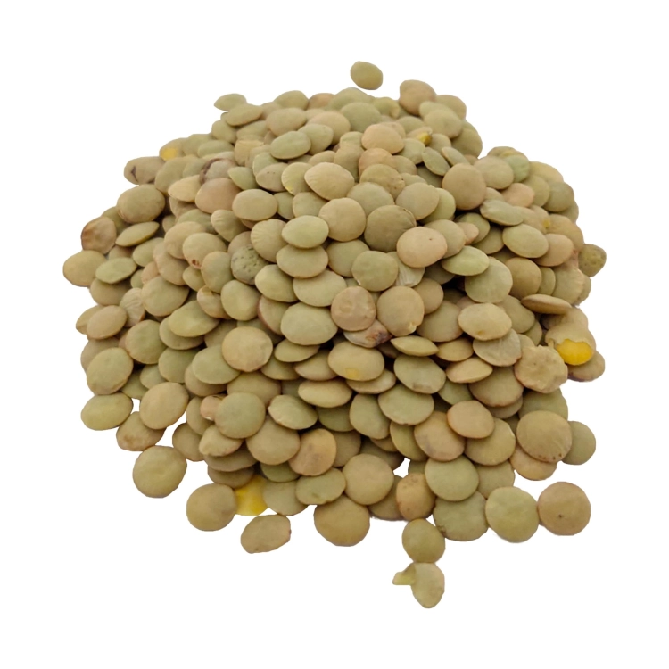 SOCZEWICA ZIELONA#1.jpg