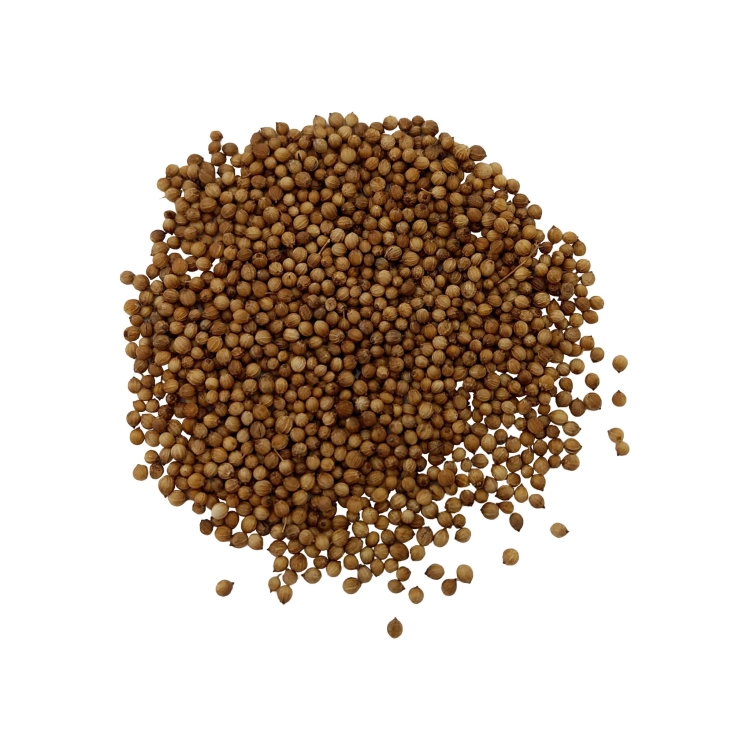 KOLENDRA OCZYSZCZONA-1.jpg