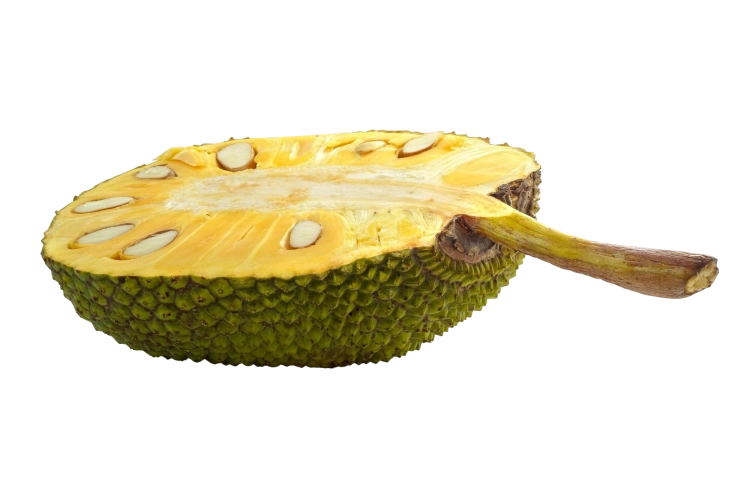 jackfruit-na-bialym-tle-jackfruit-to-owoce-tropikalne-o-dobrym-zapachu-i-slodyczy.png