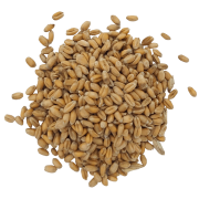 PSZENICA ZIARNA#1+.png