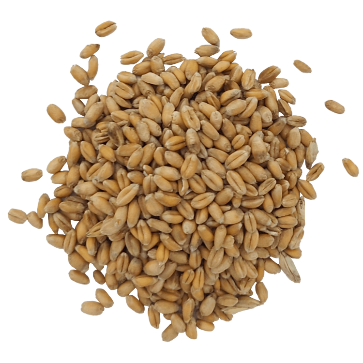 PSZENICA ZIARNA#1+.png