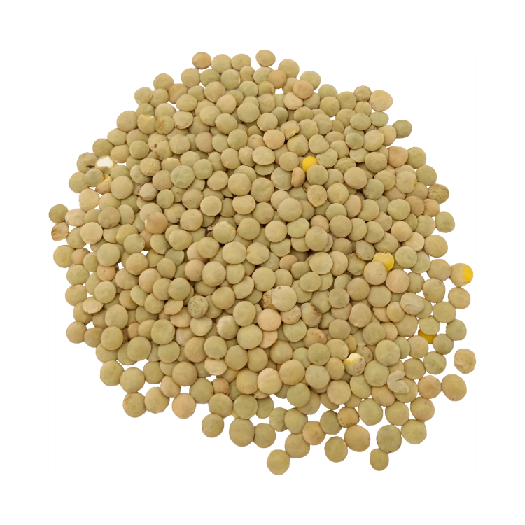 SOCZEWICA ZIELONA-.png