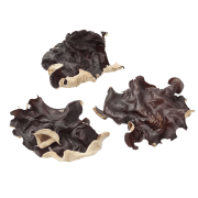 GRZYBY-MUN CAŁE-.png