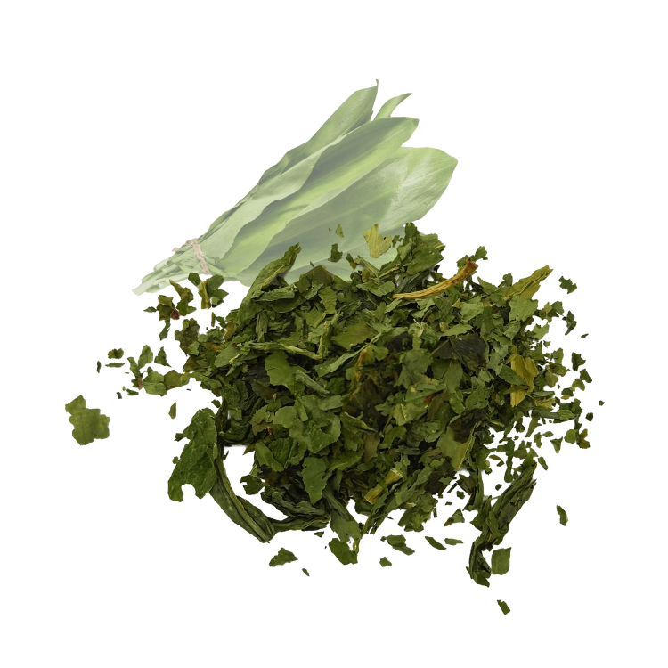 czosnek niedźwiedzi-.png