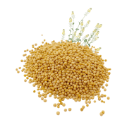 BIAŁA GORCZYCA-.png