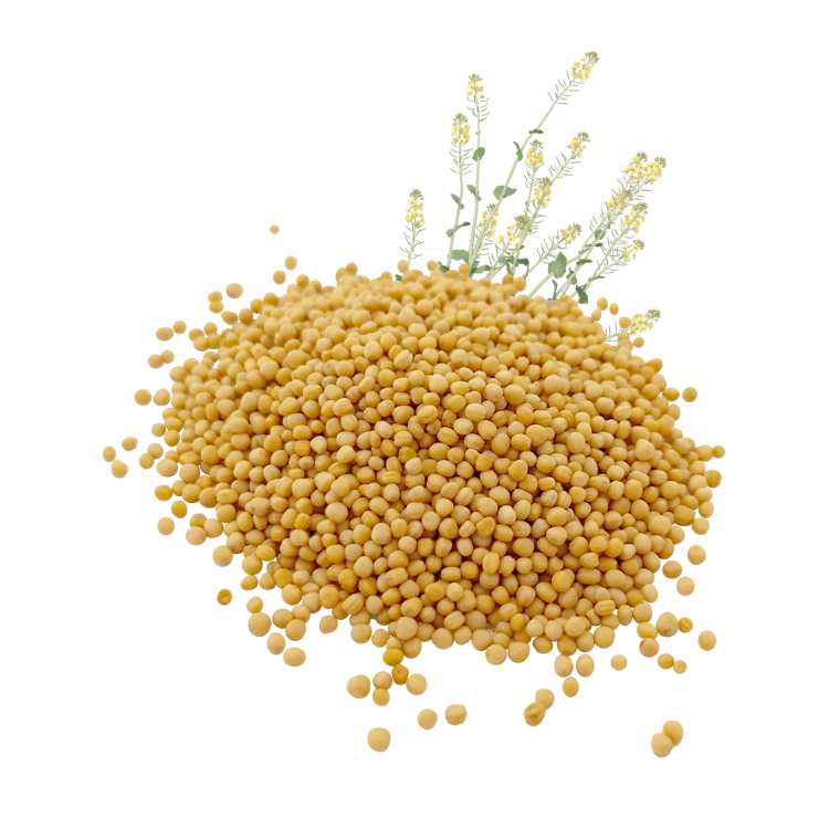 BIAŁA GORCZYCA-.png