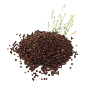 GORCZYCA CZARNA ZIARNA-.png