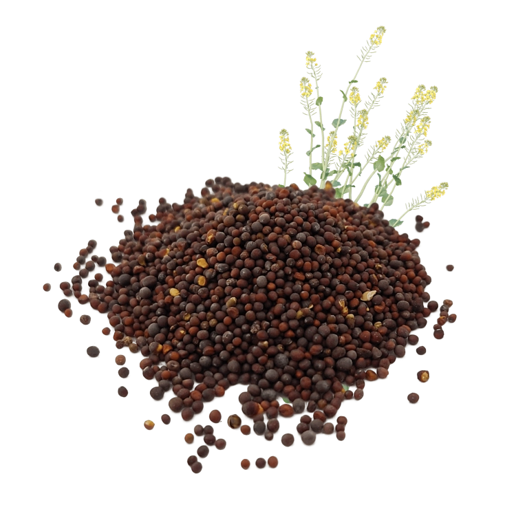 GORCZYCA CZARNA ZIARNA-.png