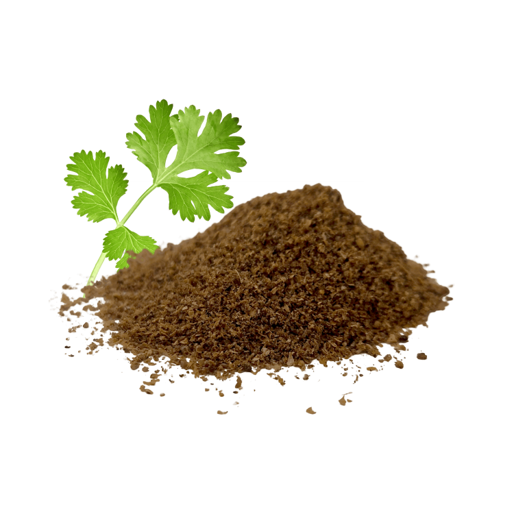 MIELONA KOLENDRA-.png