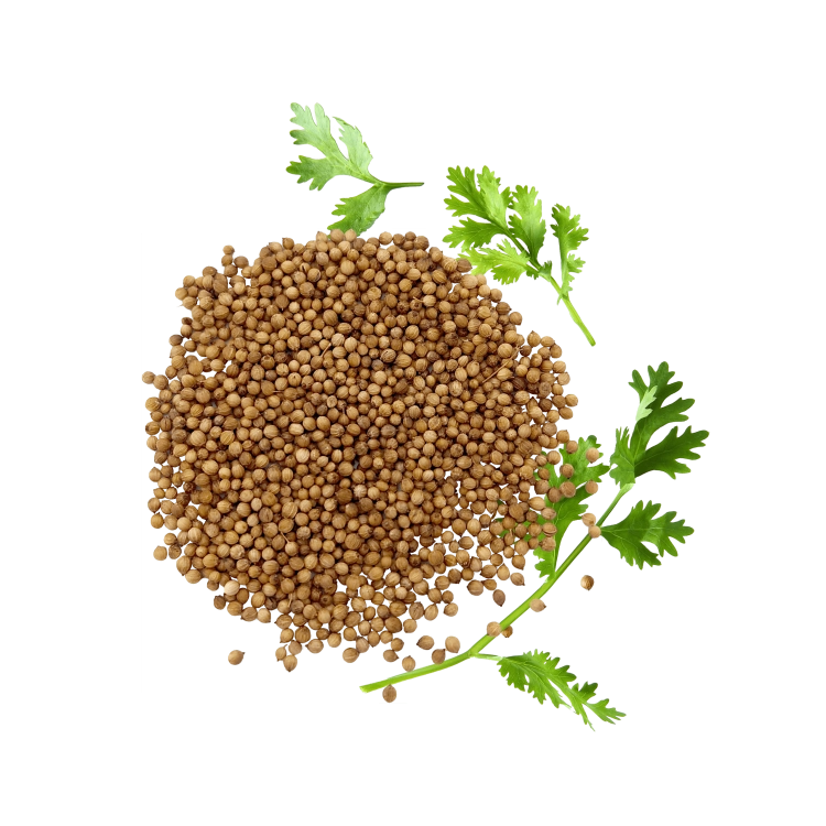 KOLENDRA OCZYSZCZONA-.png